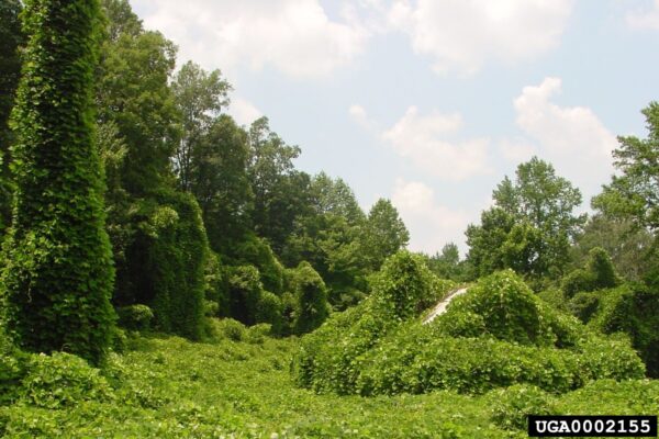 Wo ist mein Haus!? Kudzu in den USA. Quelle: New York Invasive Species Information (www.nyis.info)