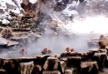 Shimotakai – wilde Affen in heissen Quellen und hohe Berge Affen im onsen. Scheint Spass zu machen.