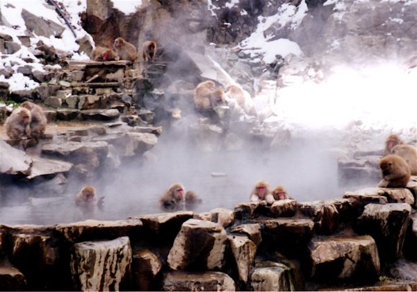 Jigoku-dani: Affen im onsen. Scheint Spass zu machen.