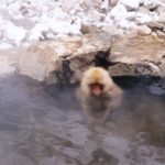 Menschlicher kann ein Affe kaum aussehen