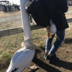 Wer sich mal von einem Pelikan beissen lassen will, ist im Soleil-Park genau richtig