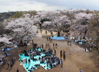 Japanische Kirschblüten und ein tiefer Sumpf