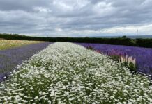 Furano – das Skiparadies im Herzen von Hokkaido Lavenderfelder bei Furano in der Tomita-Farm