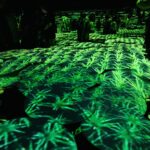 teamLab Borderless in Tokyo