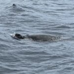 Grüne Meeresschildkröte im offenen Meer vor der Insel Chichijima