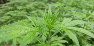 Kat-tun-Bandmitglied wegen Marihuanabesitz verhaftet – und was das in Japan bedeutet