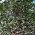 Kamelien mit ihren großen Blüten trifft man in der Tat oft auf Oshima an