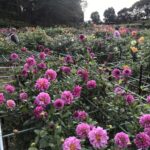 Hier blühen Dahlien bis zum Abwinken.