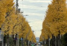 Wenn der Ginkgo mal wieder “duftet” … oder auch nicht Ginkgo-Alllee im Norden von Yokohama